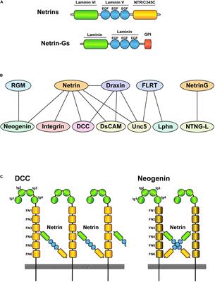 Frontiers | Involvement Of Netrins And Their Receptors In Neuronal ...